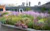 Cannon St Planting Bed