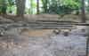 Lily Hill 06 5 24 Progress 071
