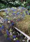 RHS Chelsea Flower Show 2016 The Garden Bed Asda Florist Alison Doxey Stephen Welch Artisan Garden Flowerona 1